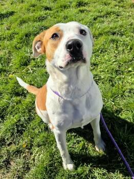 Bubbles -  Pit Bull Terrier Dog for Adoption in Pocatello, Idaho - Bubbles | PetCurious