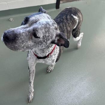 Perdita -  Terrier Dog for Adoption in Lyndhurst, Virginia - Perdita | PetCurious