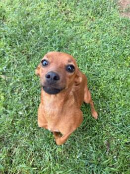 MEADOW -  Dachshund and Chihuahua Dog for Adoption in Grovetown, Georgia - MEADOW | PetCurious