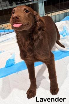 Lavender -  Labrador Retriever and English Springer Spaniel Dog for Adoption in New Baltimore, Michigan - Lavender | PetCurious