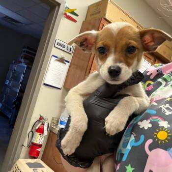Loretta- 102813U -  Feist and Mixed Breed Dog for Adoption in Tupelo, Mississippi - Loretta- 102813U | PetCurious