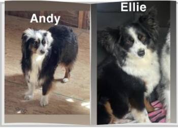 Andy and Ellie - Bonded Mini Aussies -  Australian Shepherd Dog for Adoption in Andover, Massachusetts - Andy And Ellie - Bonded Mini Aussies | PetCurious