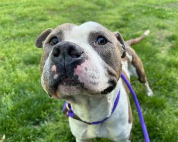 Pit Bull Terrier Dogs Available for Adoption in Charlotte, North Carolina - MR HAROLD | PetCurious