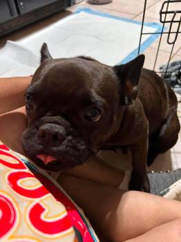 Sugar Pie -  French Bulldog Dog for Adoption in Arlee, Montana - Sugar Pie | PetCurious
