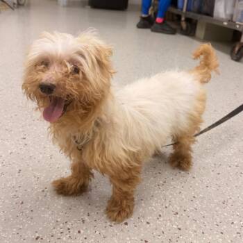 Wishbone -  Maltese Dog for Adoption in Indianapolis, Indiana - Wishbone | PetCurious