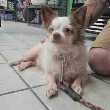 Rescue Chihuahua and Mixed Breed Dogs for Adoption in Raleigh, North Carolina - Gizmo | PetCurious