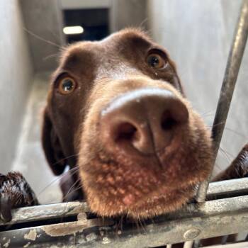Lily Bell A2279158 -  Labrador Retriever Dog for Adoption in Los Angeles, California - Lily Bell A2279158 | PetCurious