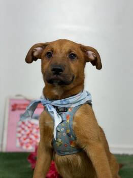 Colby-One of our Amazing Rescue Dogs -  Rhodesian Ridgeback and Chocolate Labrador Retriever Dog for Adoption in Carlsbad, California - Colby-One Of Our Amazing Rescue Dogs | PetCurious