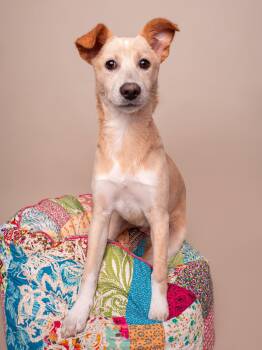 Australian Shepherd and Whippet Dogs Available for Adoption in Palo Alto, California - Toy Box: Lite Brite | PetCurious