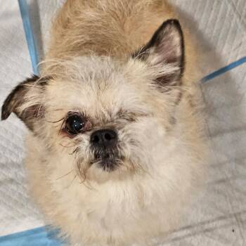 Lady Jelly -  Shih Tzu Dog for Adoption in Park Row, Texas - Lady Jelly | PetCurious