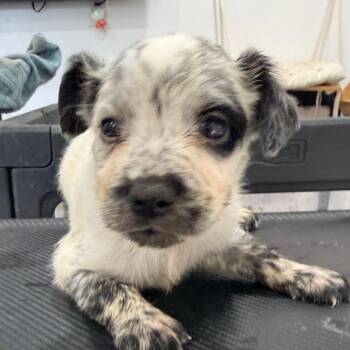 Buzz -  Chihuahua and Mixed Breed Dog for Adoption in Sacramento, California - Buzz | PetCurious