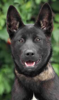 Storm von Soren -  German Shepherd Dog Dog for Adoption in Los Angeles, California - Storm Von Soren | PetCurious