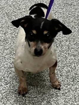 Rat Terrier Dogs Available for Adoption in Newport, Kentucky - Tom | PetCurious