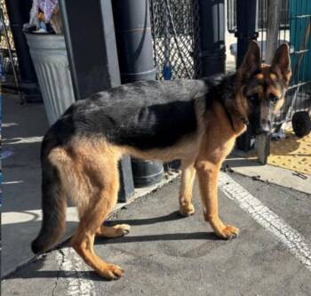 German Shepherd Dog Dogs Available for Adoption - AMBER | PetCurious