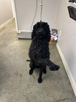 Standard Poodle Dogs Available for Adoption - Raven JC | PetCurious
