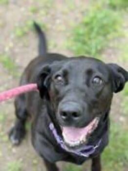 Pumpkin Pie -  Mixed Breed Dog for Adoption in Lewiston, Idaho - Pumpkin Pie | PetCurious