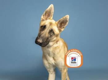 MAJOR -  German Shepherd Dog Dog for Adoption in Phoenix, Arizona - MAJOR | PetCurious