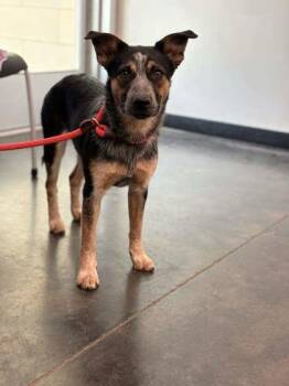 Mixed Breed Dogs Available for Adoption in Memphis, Tennessee - Luma | PetCurious