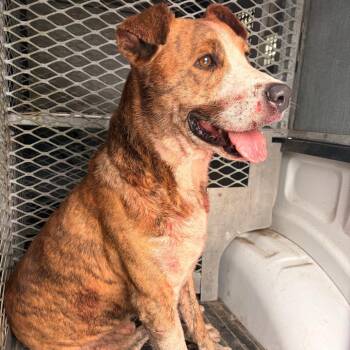 Pit Bull Terrier Dogs Available for Adoption in Edinburg, Texas - Rodney | PetCurious