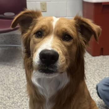 Australian Shepherd and Boxer Dogs Available for Adoption - Cooper | PetCurious
