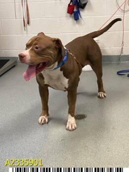 LIL BERTHA -  Mixed Breed Dog for Adoption in West Palm Beach, Florida - LIL BERTHA | PetCurious
