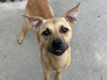 MARGO -  Pit Bull Terrier and Mixed Breed Dog for Adoption in Tulsa, Oklahoma - MARGO | PetCurious