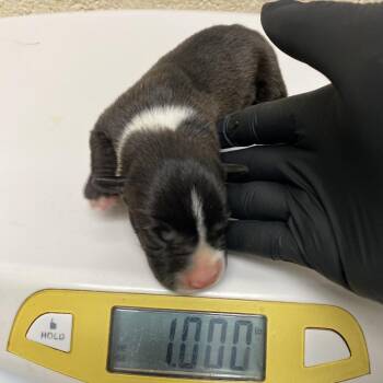 Mixed Breed Dogs Available for Adoption in Pinson, Tennessee - Eeyore | PetCurious