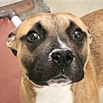 Moose - URGENT -  Pit Bull Terrier Dog for Adoption in Thousand Oaks, California - Moose - URGENT | PetCurious