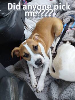 Quigley -  Boxer and Pit Bull Terrier Dog for Adoption in Auburn, Kansas - Quigley | PetCurious
