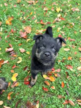 Rescue German Shepherd Dog Dogs for Adoption in Penryn, California - Teddy | PetCurious