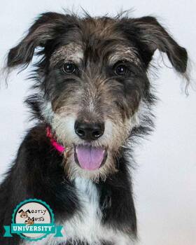 Shannon -  Retriever and Terrier Dog for Adoption in Kennesaw, Georgia - Shannon | PetCurious