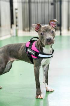 Rescue Pit Bull Terrier Dogs for Adoption in Columbus, Ohio - Gretchen | PetCurious