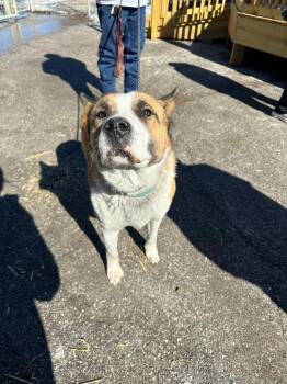 German Shepherd Dog and Siberian Husky Dogs Available for Adoption - Barrell | PetCurious