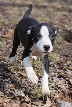 Bulldog Dogs Available for Adoption - Rebekah | PetCurious