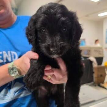 Roche -  Mixed Breed Dog for Adoption in Fredericksburg, Virginia - Roche | PetCurious