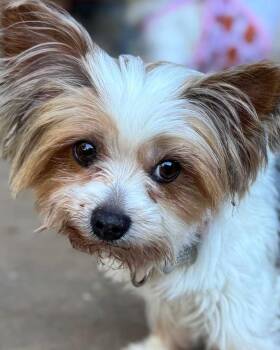 Judith -  Yorkshire Terrier and West Highland White Terrier Westie Dog for Adoption in Kennesaw, Georgia - Judith | PetCurious