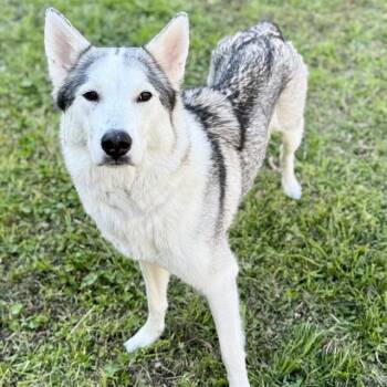 Husky and Mixed Breed Dogs Available for Adoption - FANCY | PetCurious