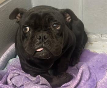 Pug Dogs Available for Adoption - Pariza BL14185-T | PetCurious