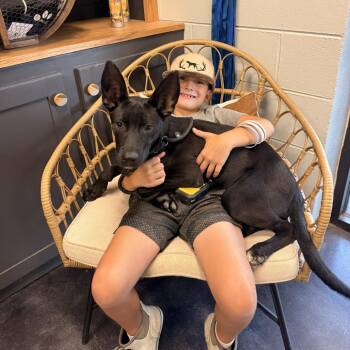 Remy -  Shepherd and Mixed Breed Dog for Adoption - Remy | PetCurious
