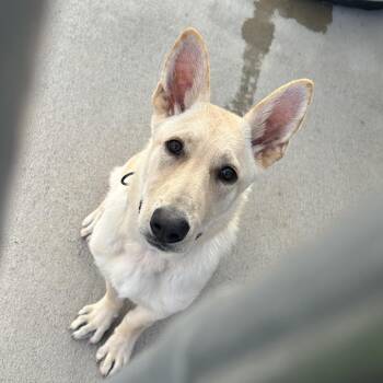 Sadie -  Shepherd and Mixed Breed Dog for Adoption in Uniontown, Pennsylvania - Sadie | PetCurious