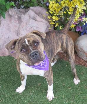 American Bulldog and Mixed Breed Dogs Available for Adoption in Oklahoma City, Oklahoma - KINZIE | PetCurious