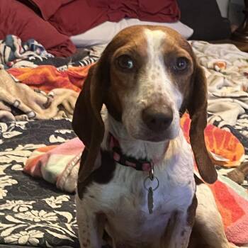 Beagle Dogs Available for Adoption - Clover | PetCurious
