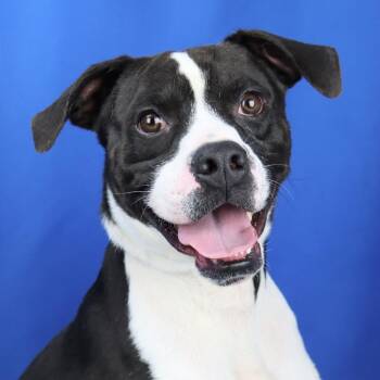 Boxer Dogs Available for Adoption - Spunky - 102206T | PetCurious