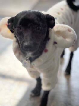 Chihuahua Dogs Available for Adoption in Mukwonago, Wisconsin - Chicory | PetCurious