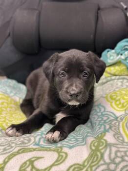 PECAN -  Labrador Retriever and Mixed Breed Dog for Adoption in Stockton, California - PECAN | PetCurious
