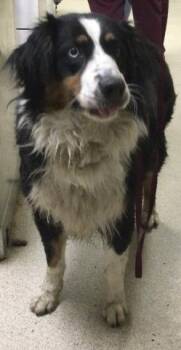 CALLIE -  Australian Shepherd Dog for Adoption in Riverside, California - CALLIE | PetCurious