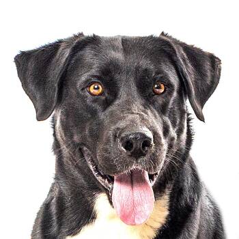 Skunk -  Labrador Retriever and Border Collie Dog for Adoption in Reno, Nevada - Skunk | PetCurious
