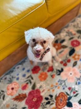 Maltese and Miniature Poodle Dogs Available for Adoption - Charles Doowin | PetCurious