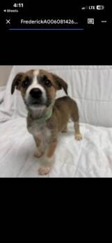 Frisky Frederick -  Jack Russell Terrier and Boxer Dog Available for Adoption in Randolph, Massachusetts - Frisky Frederick | PetCurious