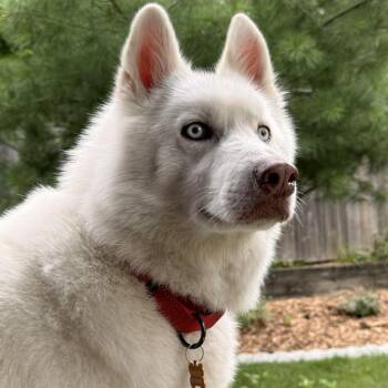 Snow -  Siberian Husky Dog for Adoption in Minneapolis, Minnesota - Snow | PetCurious